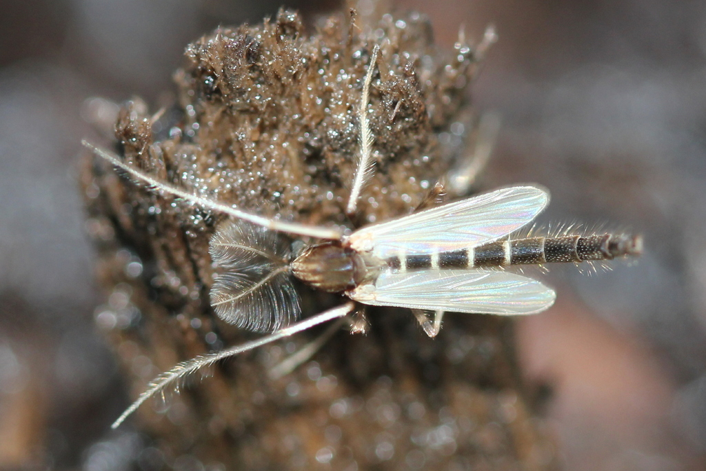 Stictochironomus albicrus