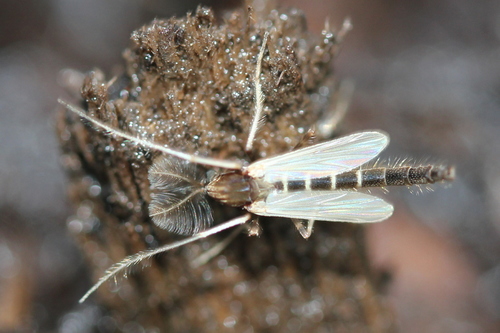 Stictochironomus albicrus