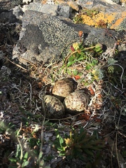 Calidris canutus roselaari