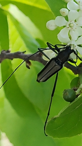 Triacetelus sericatus