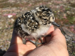 Calidris canutus roselaari
