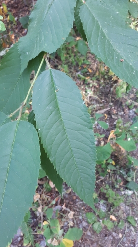 Prunus cerasus, photographed by an iNaturalist contributor