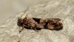 Barea melanodelta