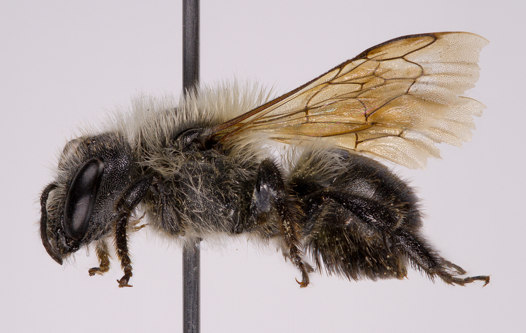 Osmia laticeps