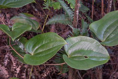 Smilax melastomifolia