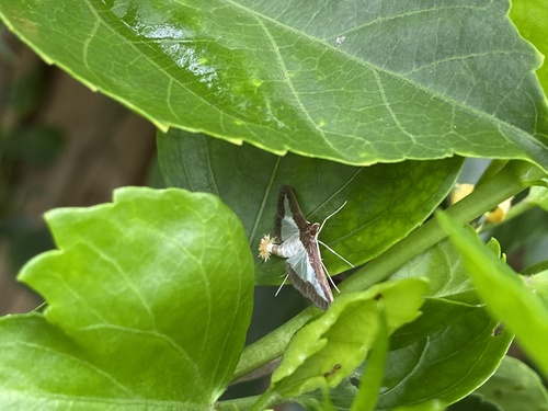 Cucumber Moth photo 4