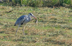 Ardea cinerea