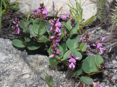 Indigofera ovata