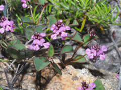 Indigofera ovata