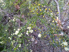 Acacia hubbardiana
