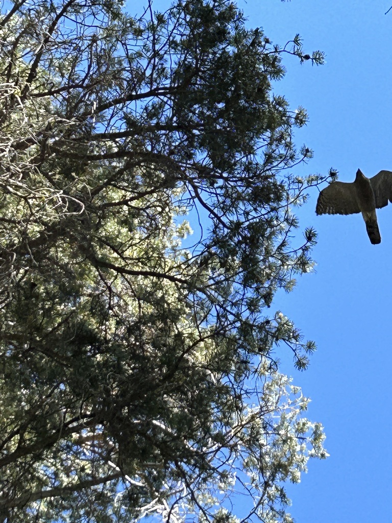 Hawks Eagles Kites And Allies From Tahoe National Forest Soda