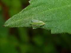 Tanytarsus