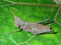 Maculiparia rotundata