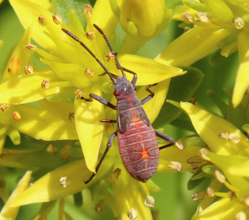 Western Boxelder Bug