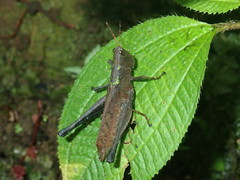 Maculiparia rotundata