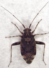 Chinamiris muehlenbeckiae