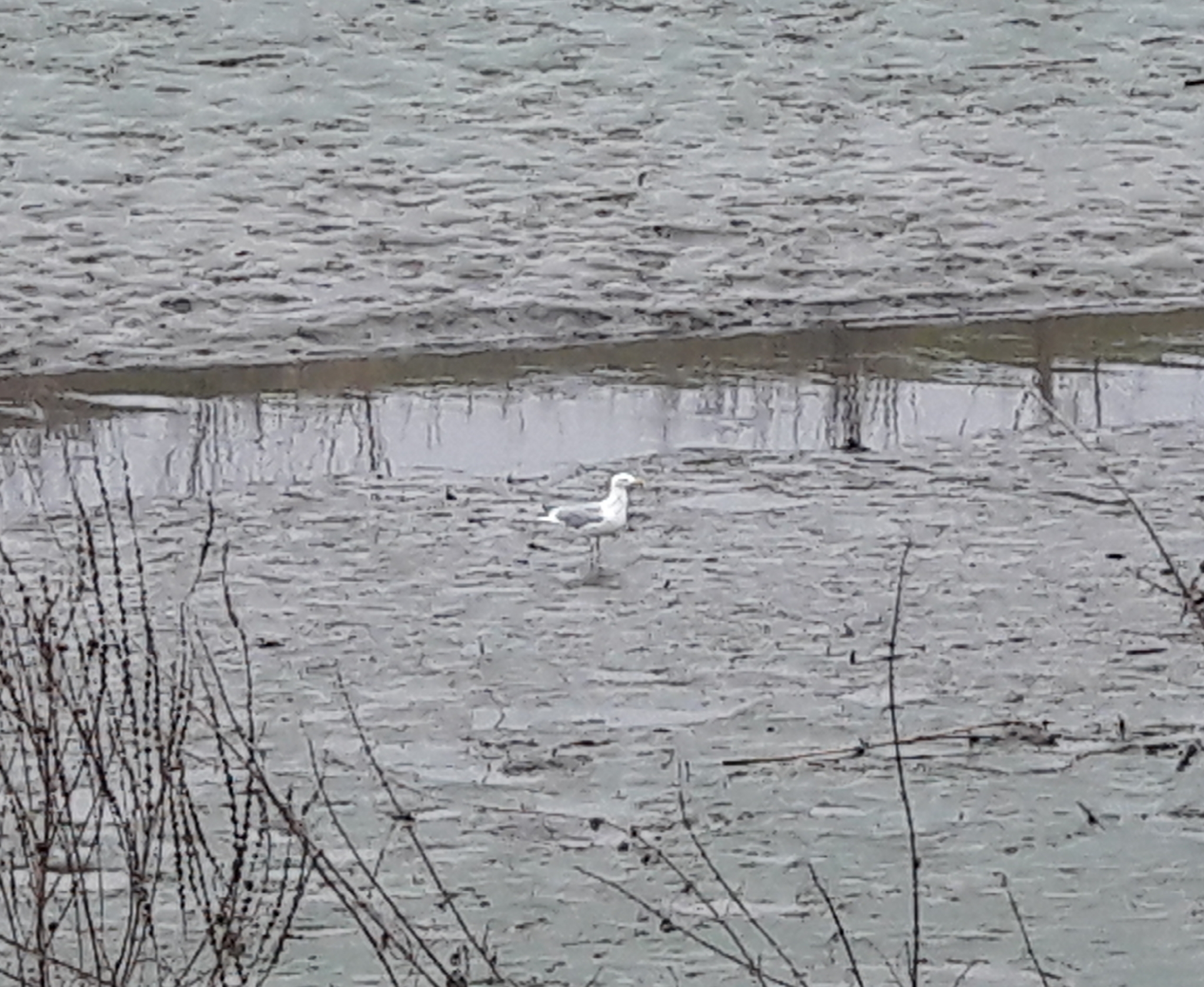 European Herring Gull
