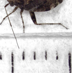 Chinamiris muehlenbeckiae