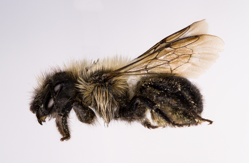 Mountain Mason Bee