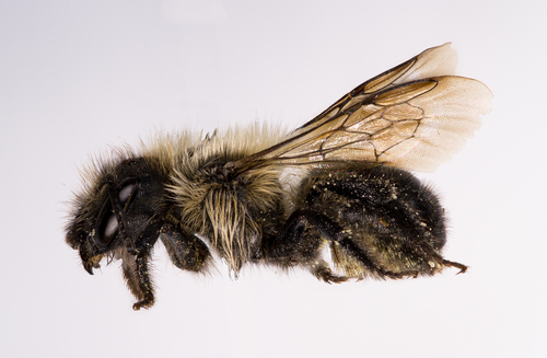 Mountain Mason Bee photographed in Maine