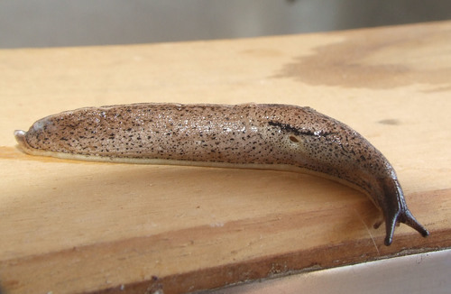 Spotted Keeled Slug | Native Nature
