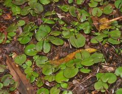 Corybas macranthus