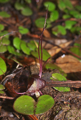 Corybas macranthus