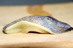 Tandonia rustica