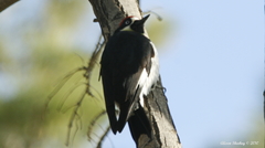 Melanerpes formicivorus