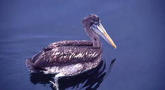 Pelecanus thagus