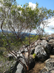 Leptospermum luehmannii