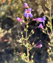 Penstemon spectabilis