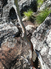 Leptospermum luehmannii