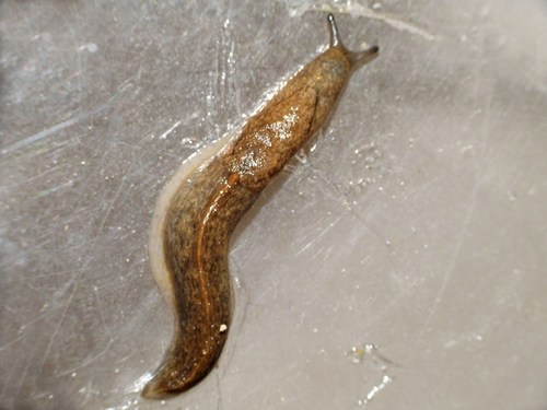 Keeled Slug