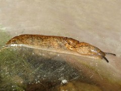 Tandonia sowerbyi