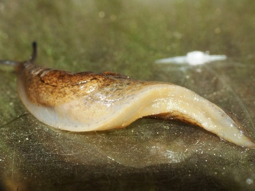 Keeled Slug