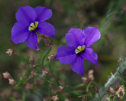 Dampiera trigona
