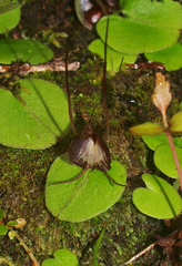 Corybas macranthus