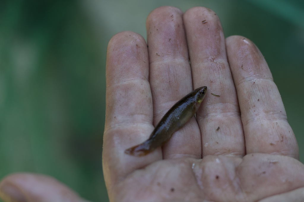 Atlantirivulus peruibensis