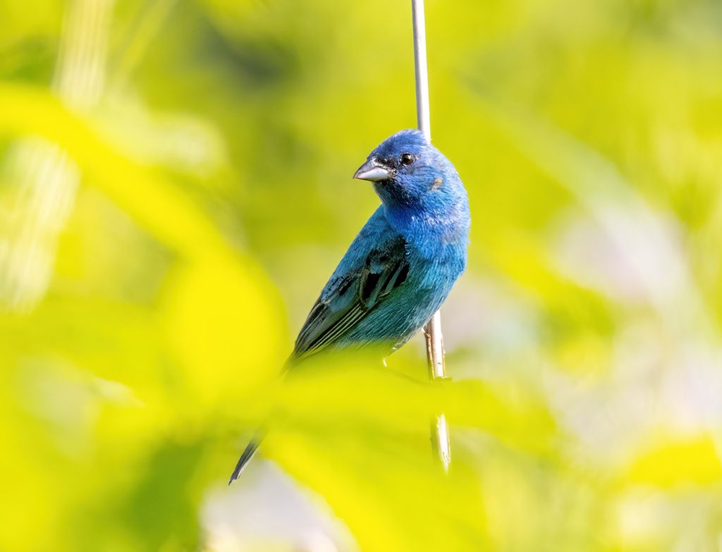 Indigo Bunting from Lexington, KY, USA on July 12, 2023 at 0846 AM by