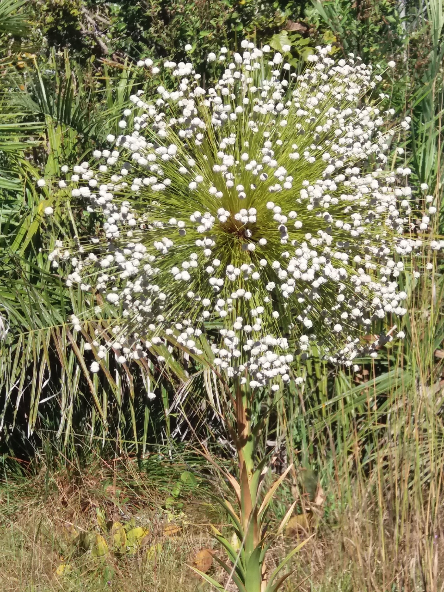 Paepalanthus chiquitensis