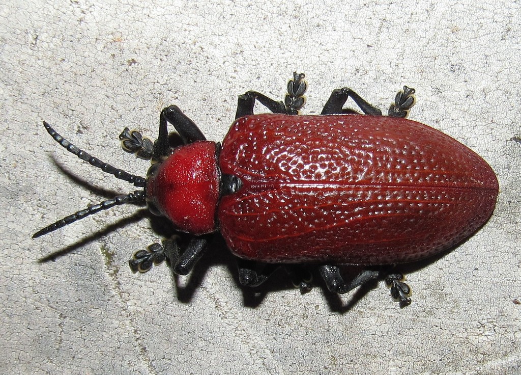 Coraliomela brunnea