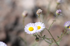 Erigeron lobatus