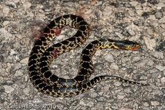 Lampropeltis splendida
