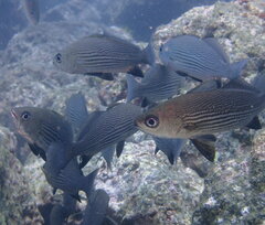 Yelloweye Croaker photo 2