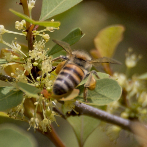 Arabian Honey Bee