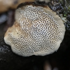 Datronia stereoides