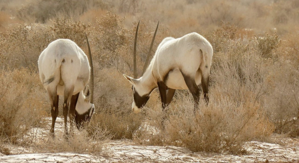 Oryxes Arabian Oryx in January 2021 by bytalafha · iNaturalist