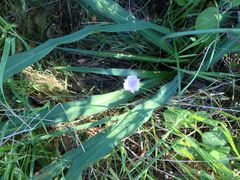 Calochortus umbellatus