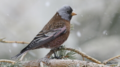 Leucosticte tephrocotis littoralis